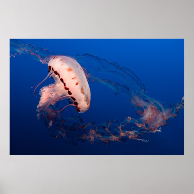 WHITE AND ORANGE JELLYFISH POSTER (Front)