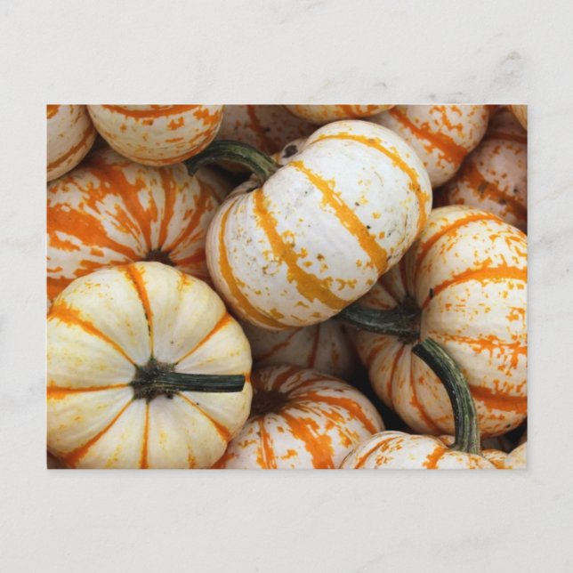 White and Orange Mini Pumpkins Postcard (Front)