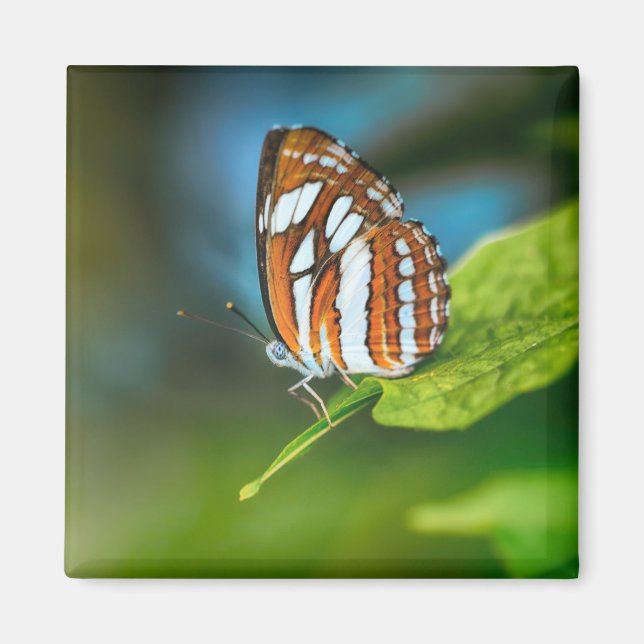 White and Orange Striped Butterfly Magnet (Front)