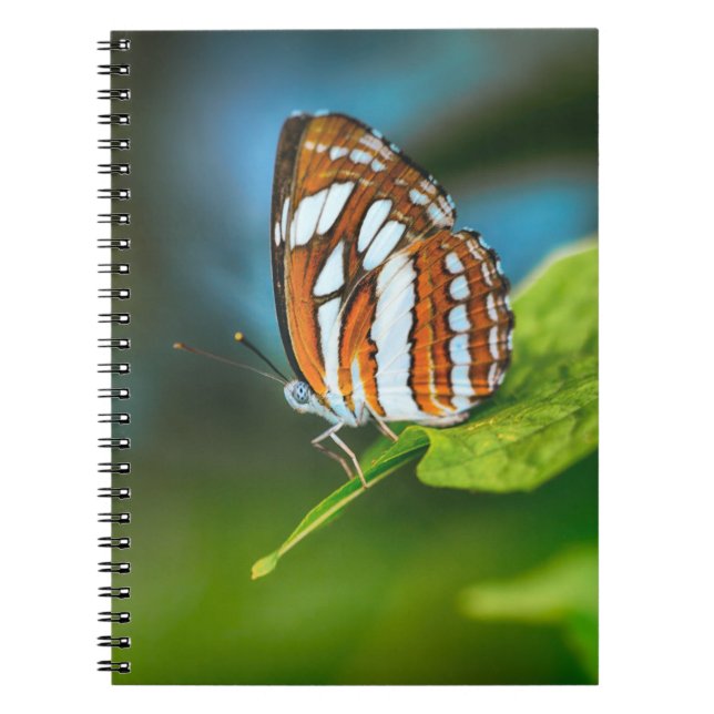 White and Orange Striped Butterfly Notebook (Front)