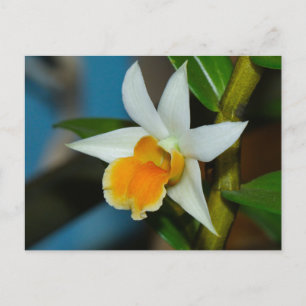White and Peach Orchid Postcard