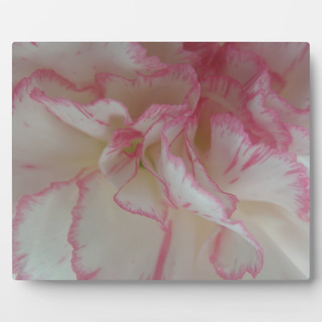 White and Pink Carnation Plaque (Front)