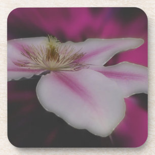 White And Pink Clematis Flower Coaster