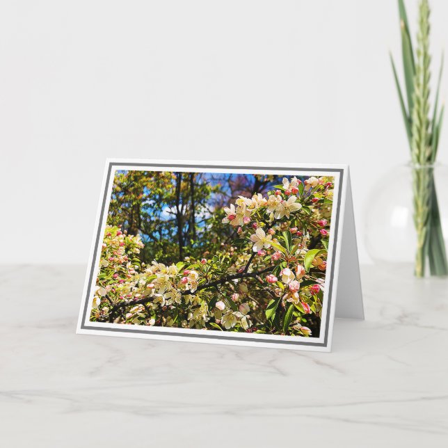 White and Pink Crabapple Tree Blossoms Card (Front)