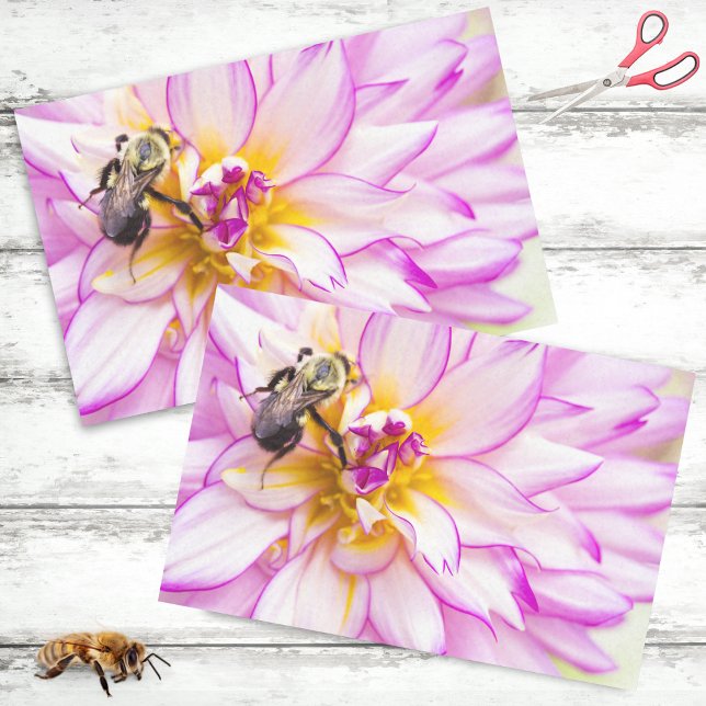 White And Pink Dahlia With Bumble Bee Tissue Paper (Creator Uploaded)