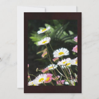 White and Pink Flowers