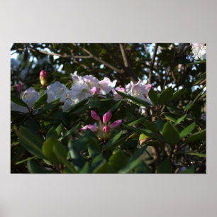 White and Pink Flowers Poster