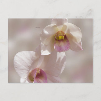 White and pink orchid flower on blurred background postcard