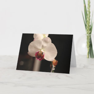 White and Pink Orchid "Happy Birthday!" Greeting Card