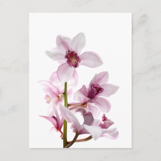 White and pink orchids postcard (Front)