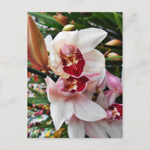 White and Pink Phalaenopsis Orchid Postcard