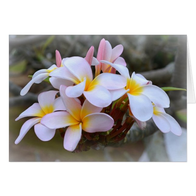 White and Pink Plumeria (Front Horizontal)