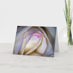 White and Pink Rose with Dew Card
