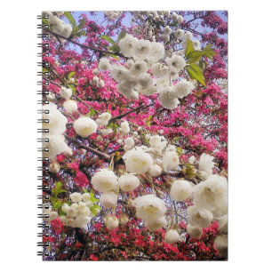 White and pink spring blossom in Wales Notebook