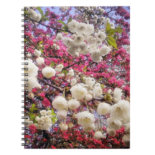 White and pink spring blossom in Wales Notebook (Front)
