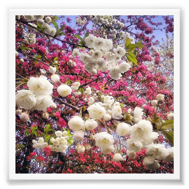 White and pink spring blossom in Wales Photo Print (Front)