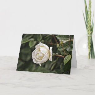 White and Pure Rose Scripture Card Philippians 4:8