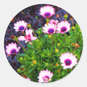 White and Purple African Daisy #1 Stickers