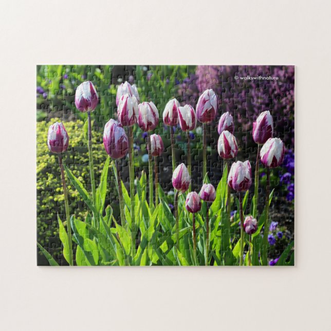 White-and-Purple Flaming Flag Triumph Tulips Jigsaw Puzzle (Horizontal)