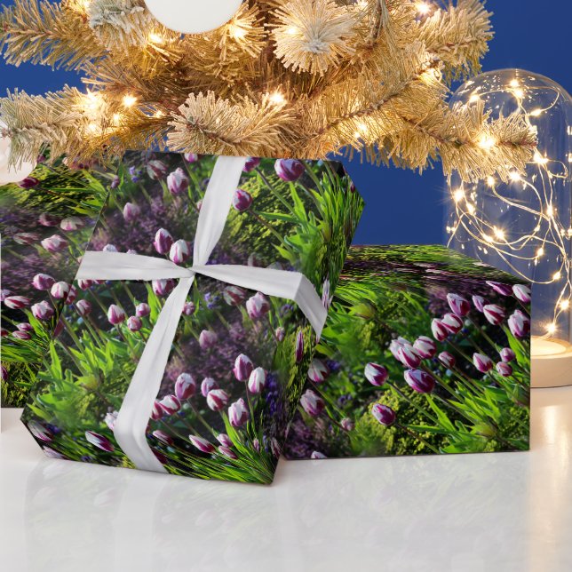 White-and-Purple Flaming Flag Triumph Tulips Wrapping Paper (Holidays)
