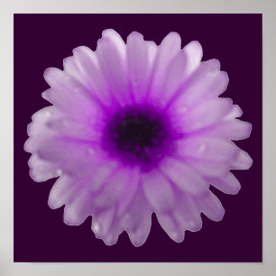White and Purple Marigold Poster