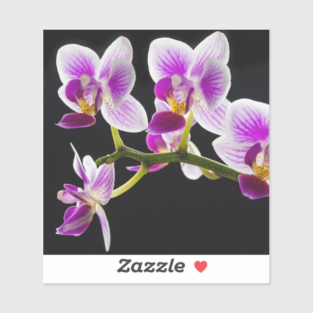 White and purple orchid (Sheet)