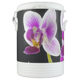 White and purple orchid cooler