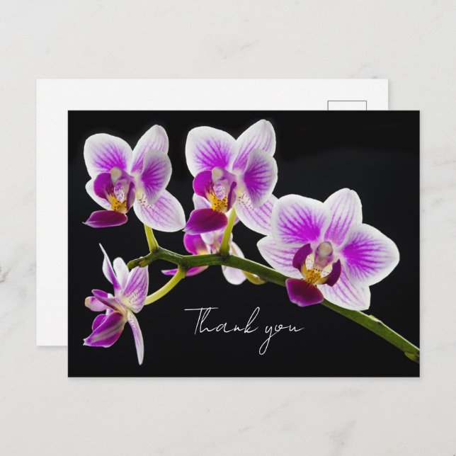 White and Purple Orchid Thank You Postcard (Front/Back)