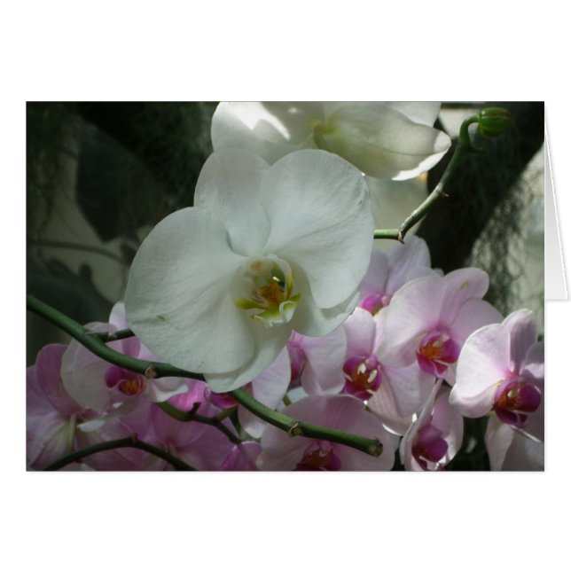 White and Purple Orchids (Front Horizontal)