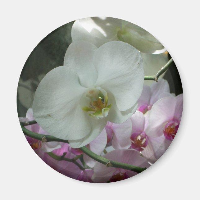 White and Purple Orchids Magnet (Front)