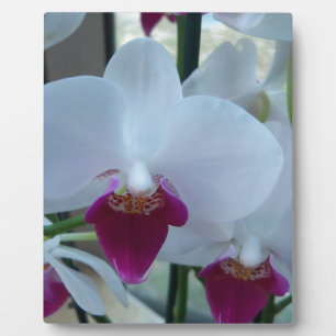 white and purple orchids plaque