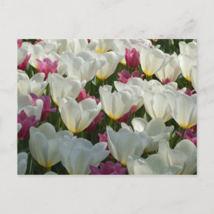 White and Purple Tulips Postcard