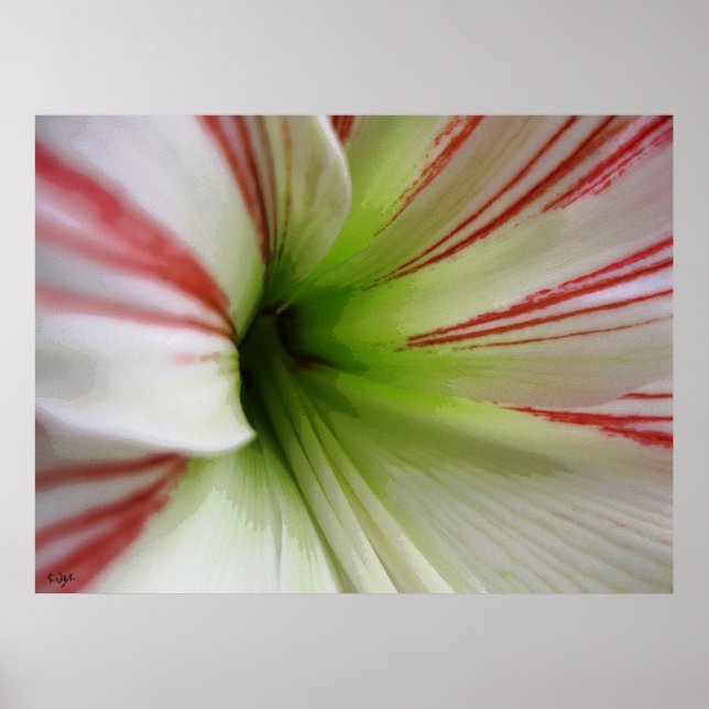 White and red Amaryllis Flower Art Poster (Front)