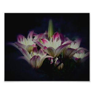 White And Red Lily Flowers 8x10 Photo Print
