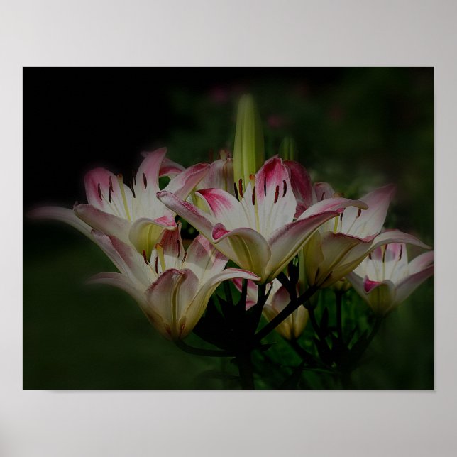White And Red Lily Flowers Poster (Front)