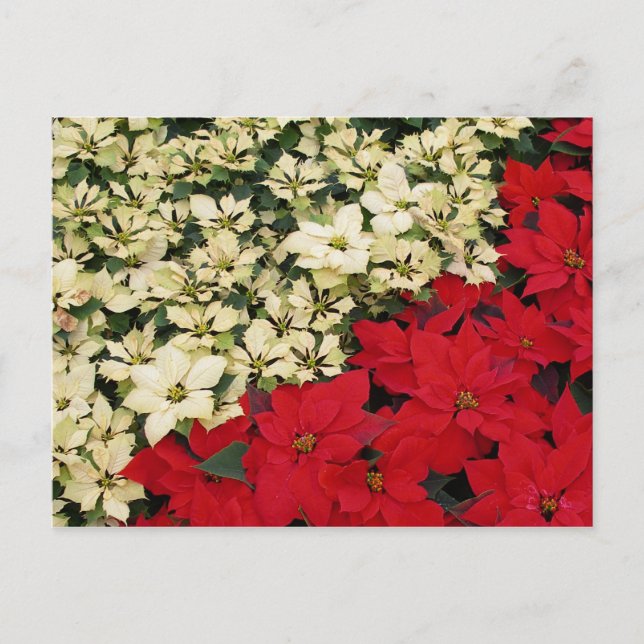White and Red Poinsettias I Holiday Floral (Front)