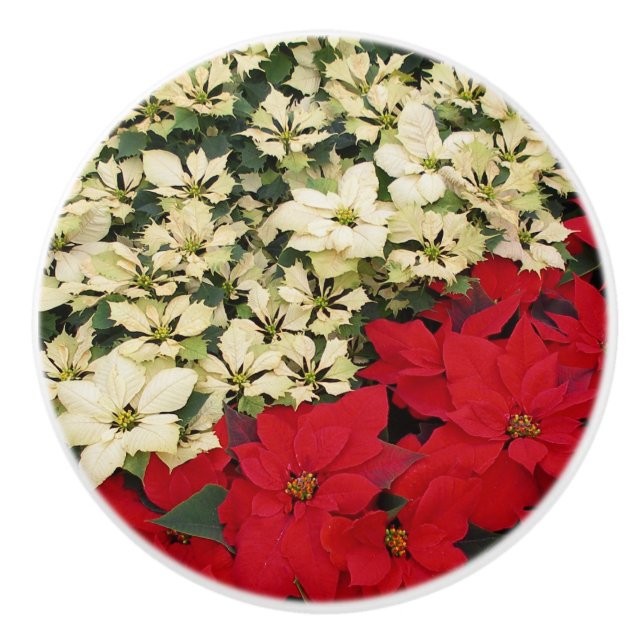 White and Red Poinsettias I Holiday Floral Ceramic Knob (Front)
