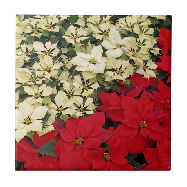 White and Red Poinsettias I Holiday Floral Ceramic Tile (Front)
