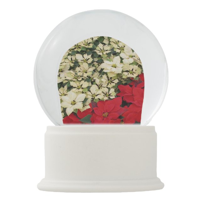 White and Red Poinsettias I Holiday Floral Snow Globe (Front)