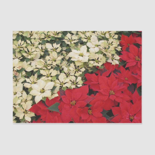 White and Red Poinsettias I Holiday Floral Tissue Paper (Front)