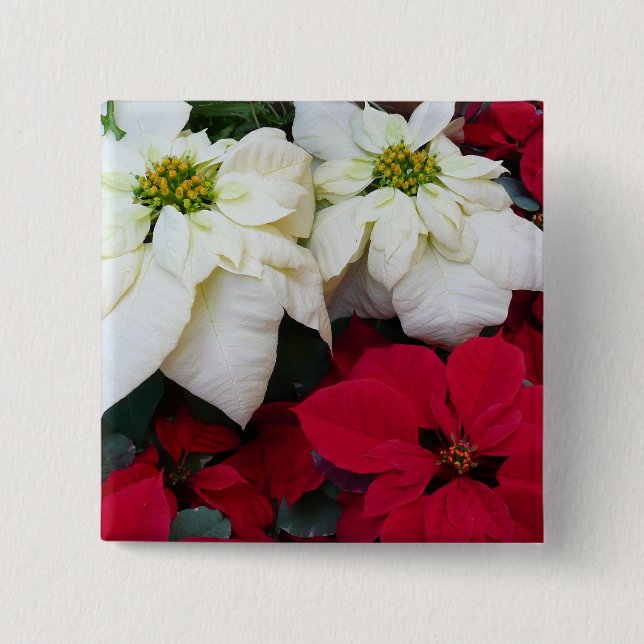 White and Red Poinsettias II Christmas Holiday 15 Cm Square Badge (Front)