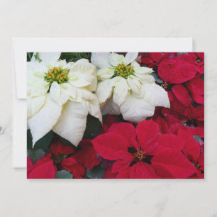 White and Red Poinsettias II Christmas Holiday Card