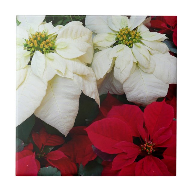White and Red Poinsettias II Christmas Holiday Ceramic Tile (Front)