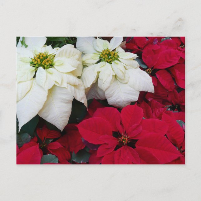 White and Red Poinsettias II Christmas Holiday Postcard (Front)
