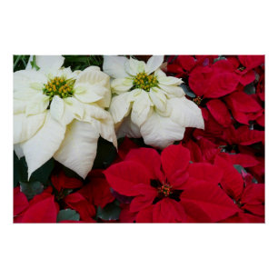 White and Red Poinsettias II Christmas Holiday Poster