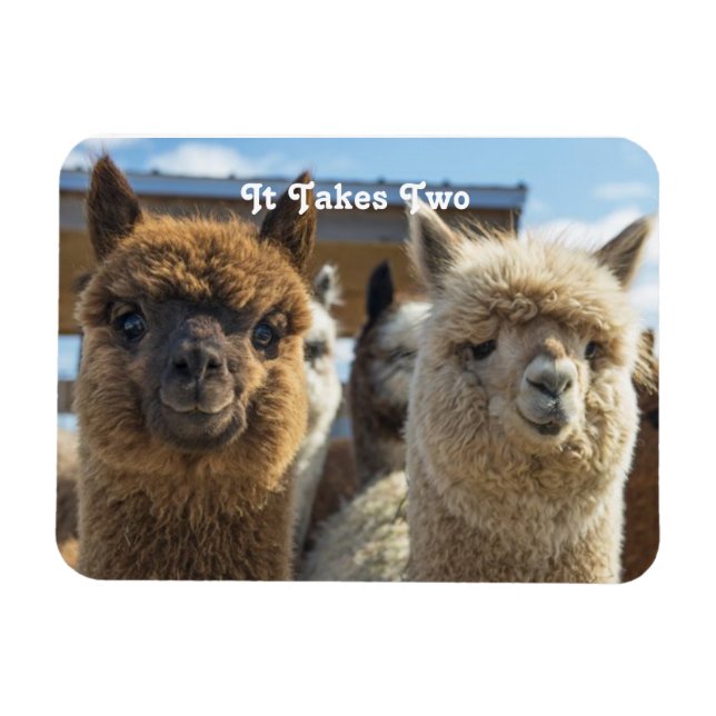 White and Reddish Brown Curly Haired Alpaca Couple Magnet (Horizontal)