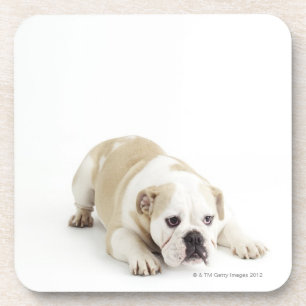 White and tan bulldog coaster