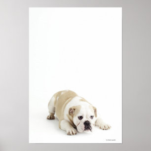 White and tan bulldog poster