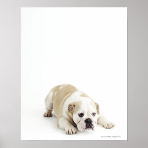 White and tan bulldog poster