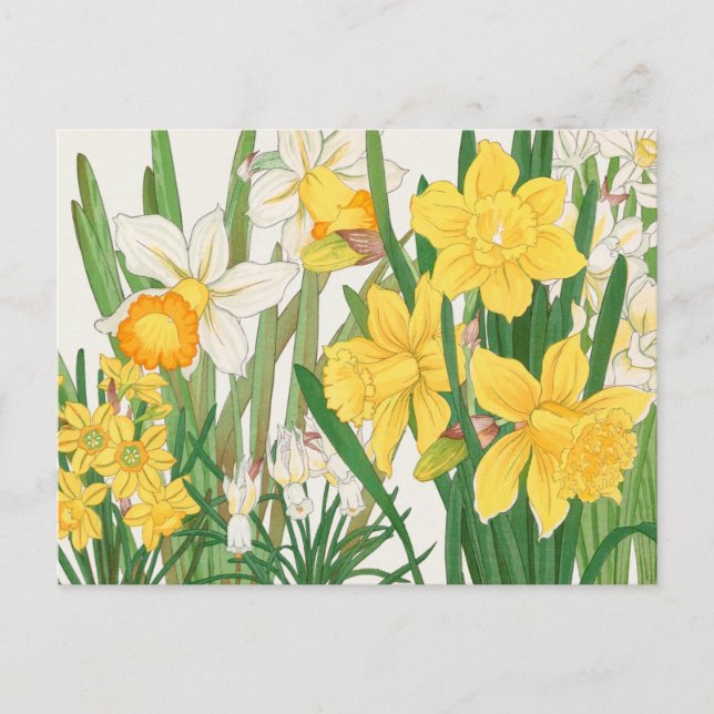 White and Yellow Daffodil Flowers Garden Delight Postcard (Front)